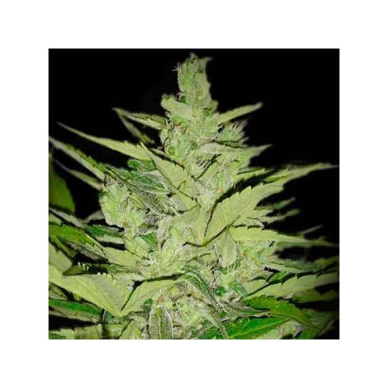 Llimonet Haze CBD Autofloreciente Feminizada de Elite Seeds