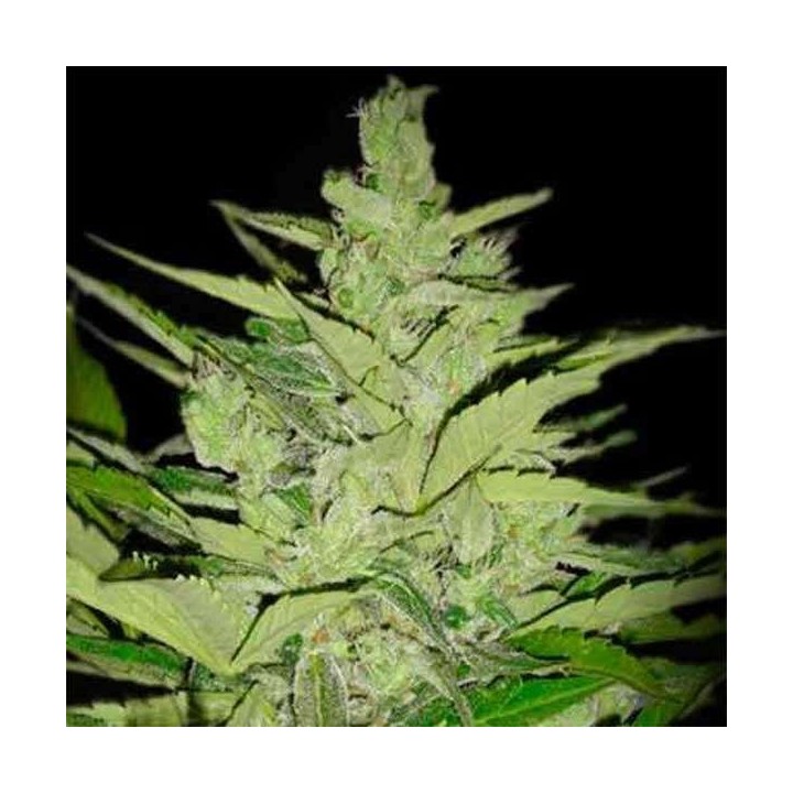 Llimonet Haze CBD Autofloreciente Feminizada de Elite Seeds
