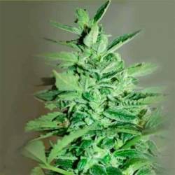 La Rica Auto Cbd Autofloreciente Feminizada de Elite Seeds