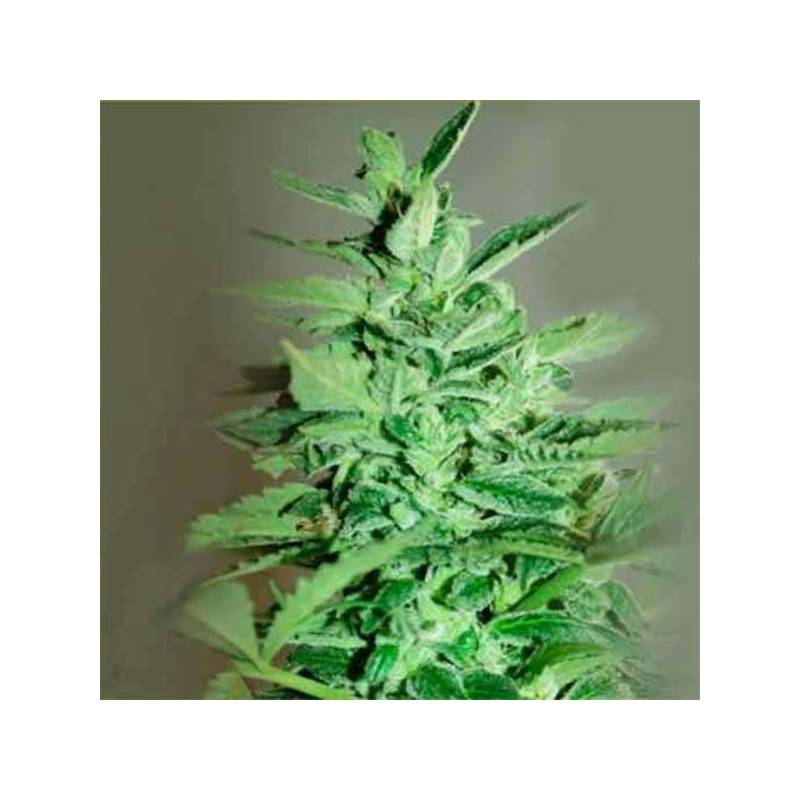 La Rica Auto Cbd Autofloreciente Feminizada de Elite Seeds