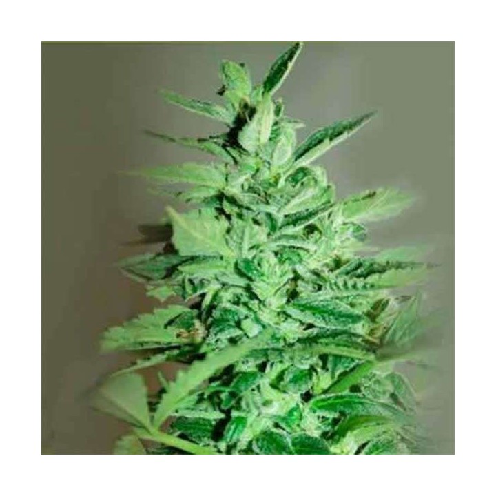 La Rica Auto Cbd Autofloreciente Feminizada de Elite Seeds
