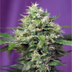 Blow Mind Autofloreciente Feminizada de Sweet Seeds