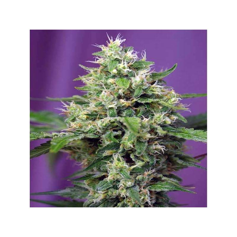 Blow Mind Autofloreciente Feminizada de Sweet Seeds Blow Mind Autofloreciente Feminizada de Sweet Seeds