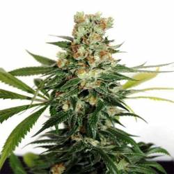 Fuel Og Feminizada de Ripper Seeds