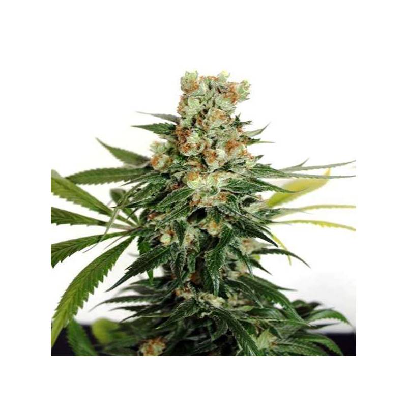 Fuel Og Feminizada de Ripper Seeds