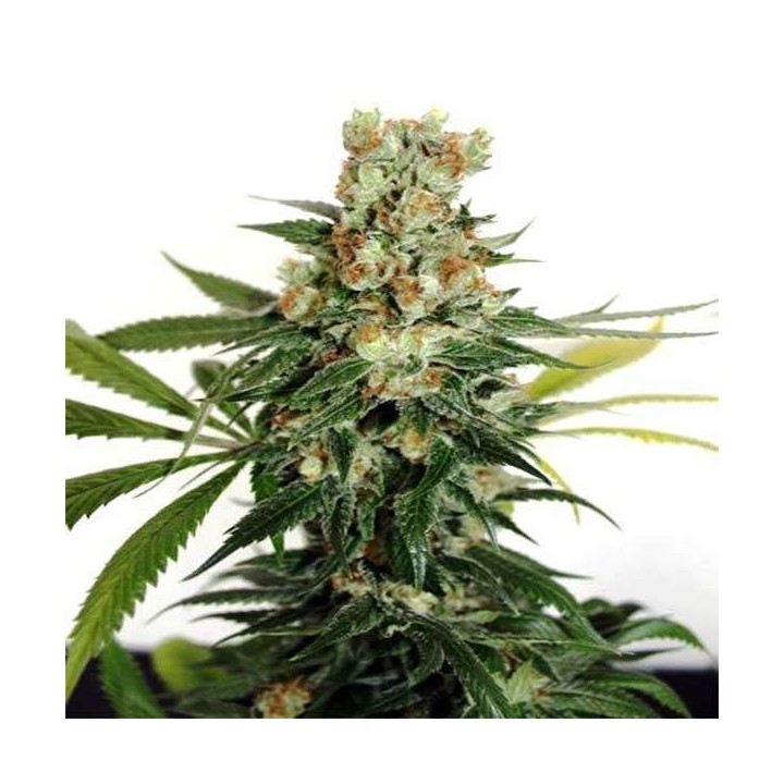 Fuel Og Feminizada de Ripper Seeds