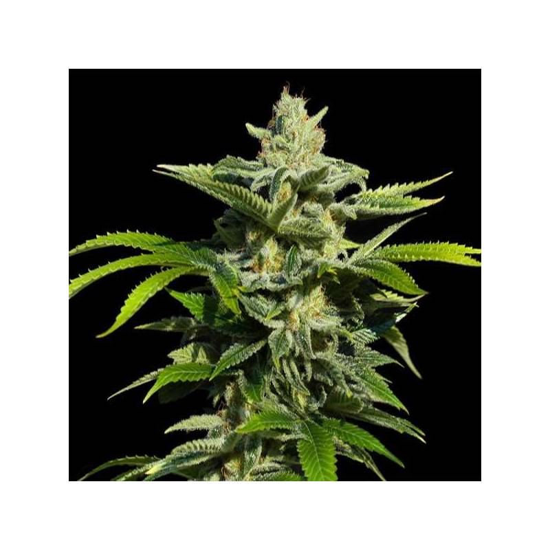 Papa's Candy Feminizada de Eva Seeds