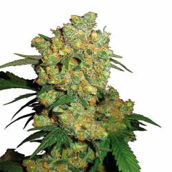 Big Bud Autofloreciente Feminizada de Sensi Seeds