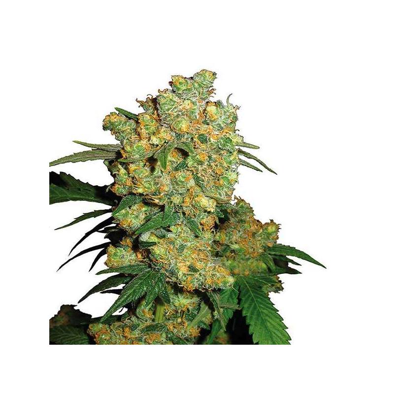 Big Bud Autofloreciente Feminizada de Sensi Seeds