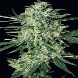 Quick Mass Feminizada de Exotic Seed