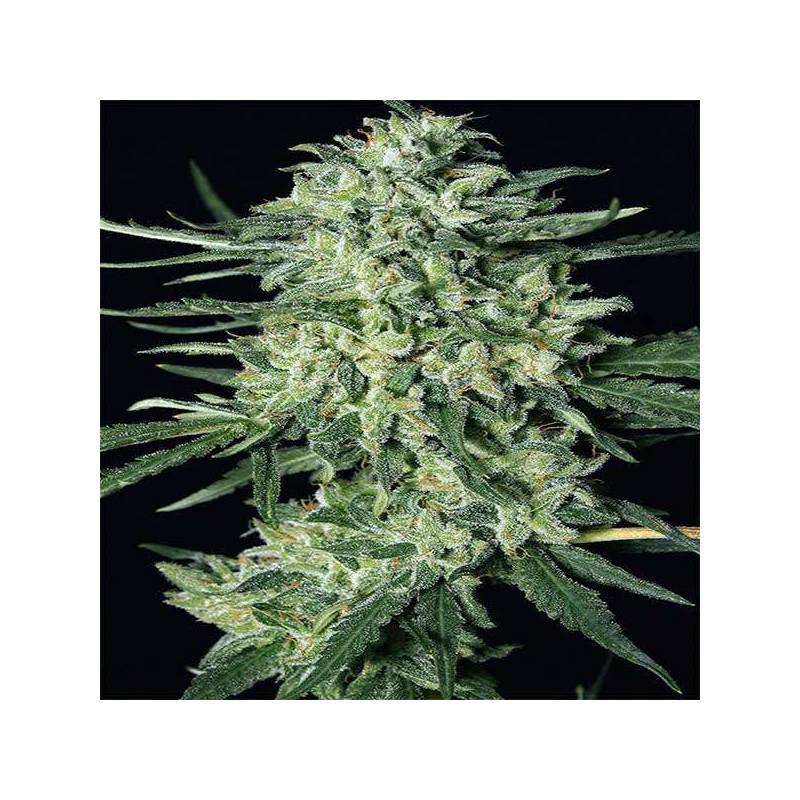 Quick Mass Feminizada de Exotic Seed