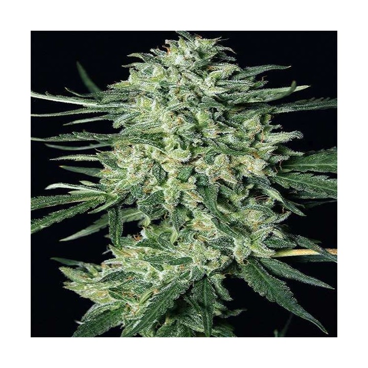 Quick Mass Feminizada de Exotic Seed