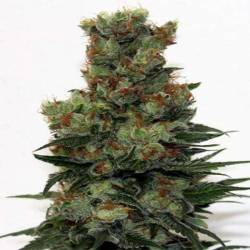 Ripper Badazz Feminizada de Ripper Seeds