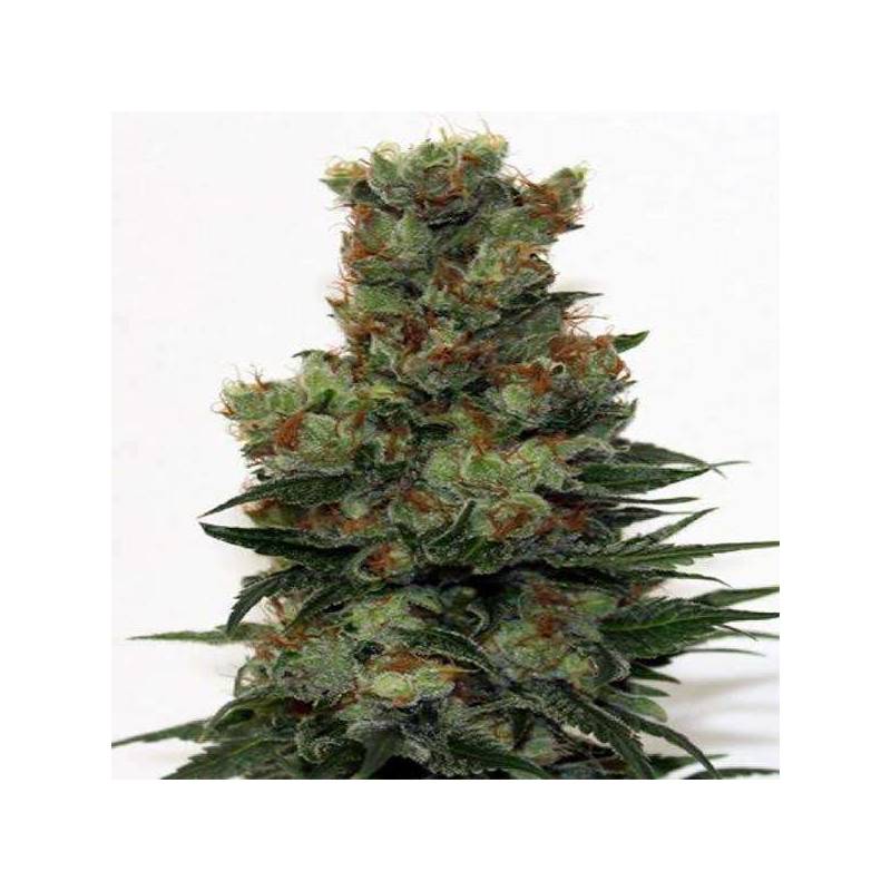 Ripper Badazz Feminizada de Ripper Seeds