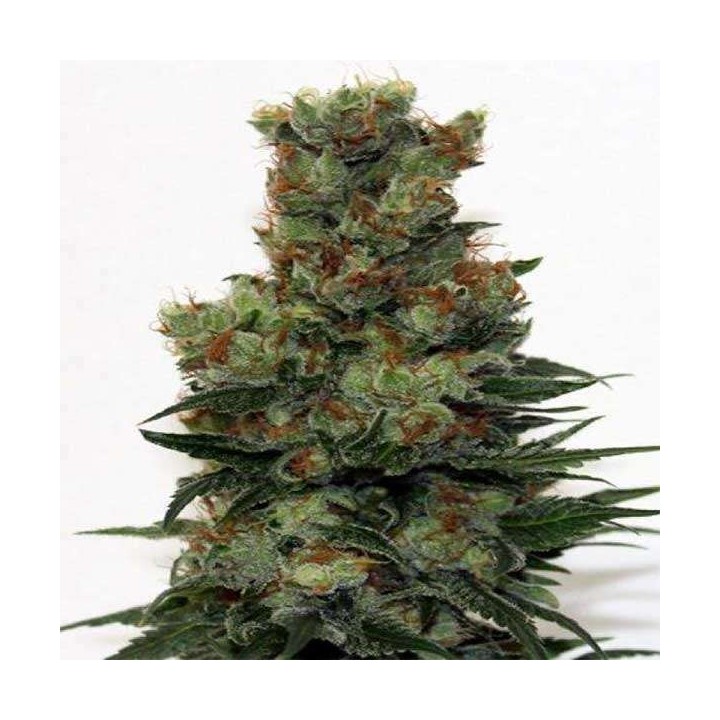 Ripper Badazz Feminizada de Ripper Seeds