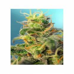 Cream Caramel CBD Feminizada de Sweet Seeds