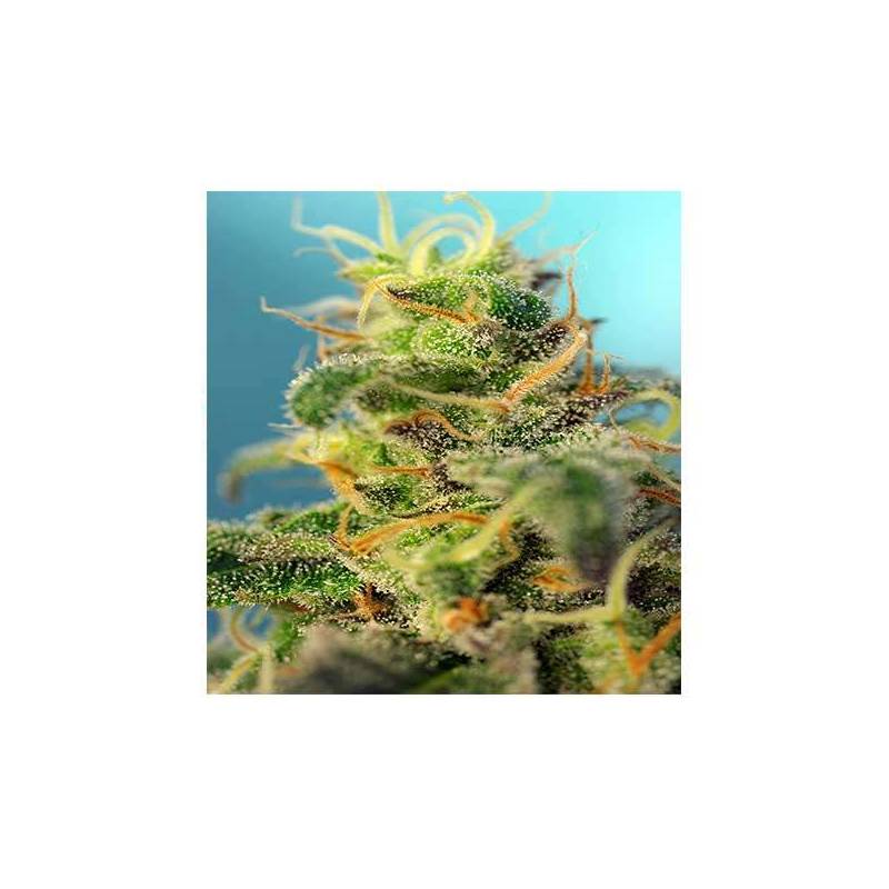 Cream Caramel CBD Feminizada de Sweet Seeds