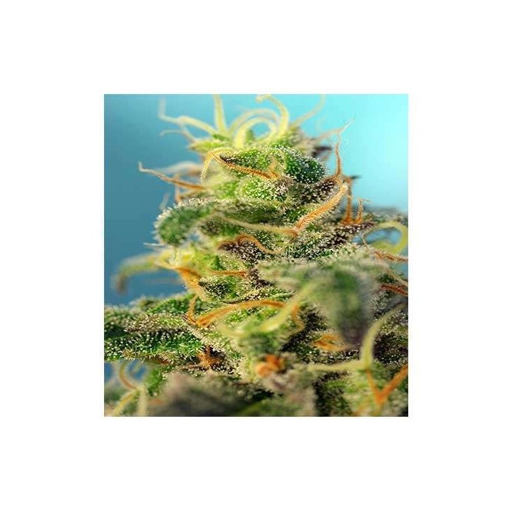 Cream Caramel CBD Feminizada de Sweet Seeds