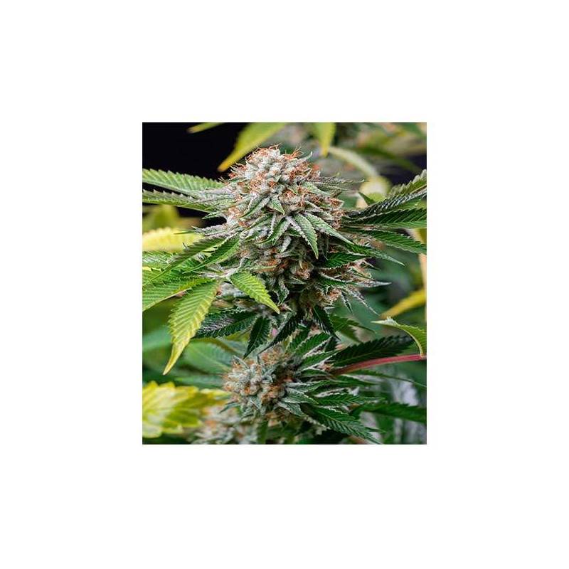 Mango Sapphire Feminizada de Humboldt Seeds