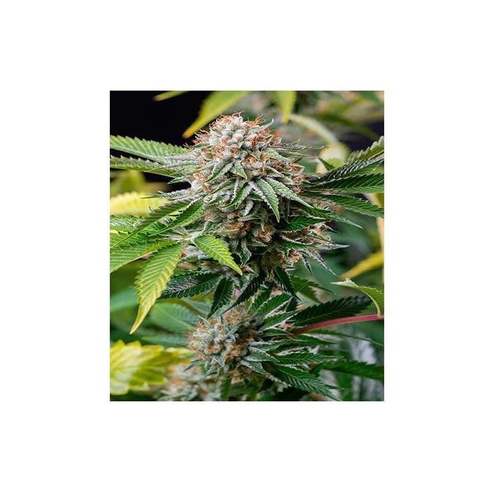 Mango Sapphire Feminizada de Humboldt Seeds