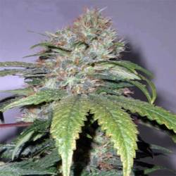 California Indica Feminizada de Sensi Seeds