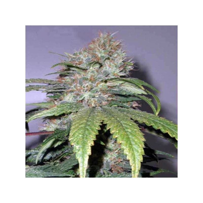 California Indica Feminizada de Sensi Seeds