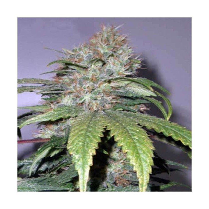 California Indica Feminizada de Sensi Seeds