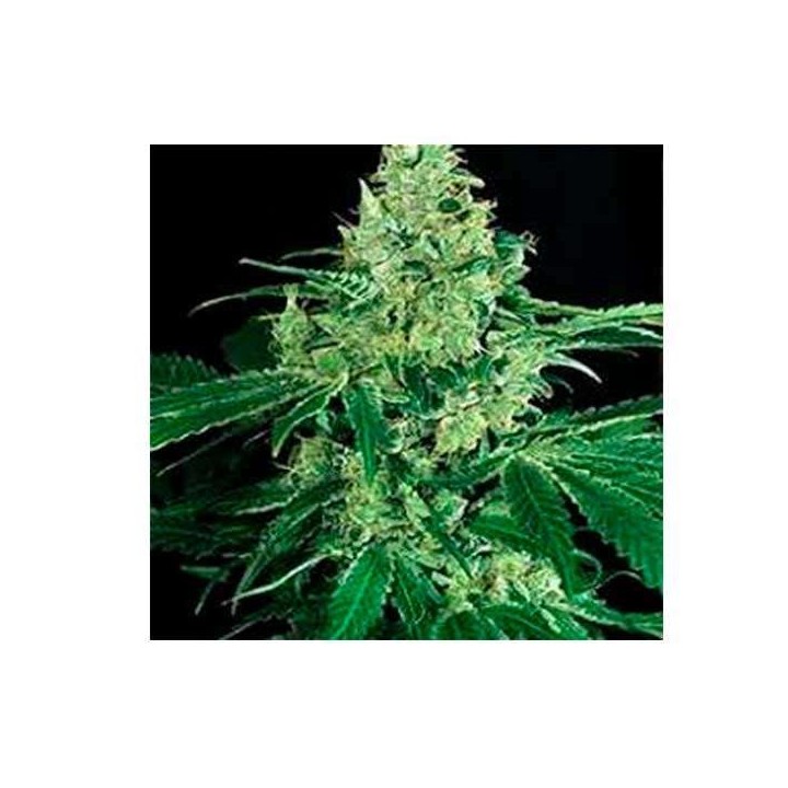 Mango Cream Regular de Exotic Seed