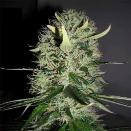 Arjan´s Haze 3 Feminizada de Green House