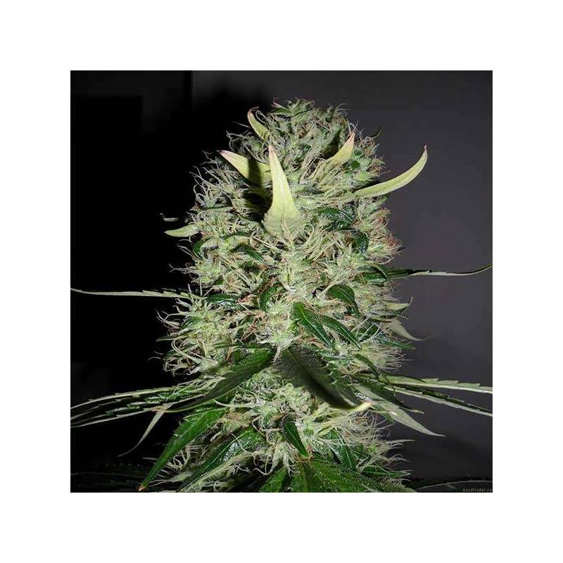 Arjan´s Haze 3 Feminizada de Green House