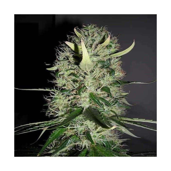 Arjan´s Haze 3 Feminizada de Green House