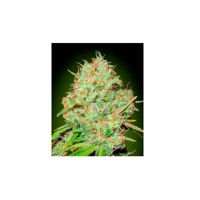 Shark Widow CBD Feminizada de Advanced Seeds