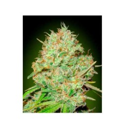 Shark Widow CBD Blister x 1 Feminizada de Advanced Seeds