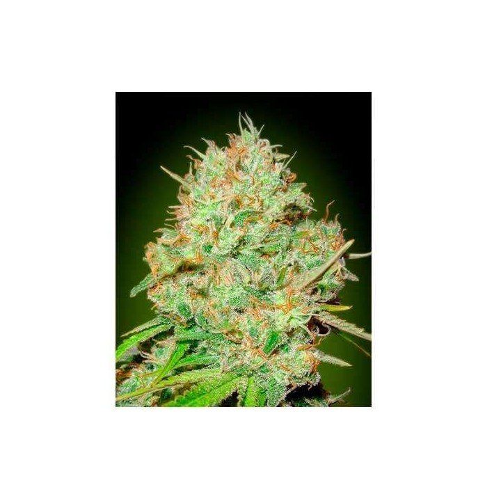 Shark Widow CBD Blister x 1 Feminizada de Advanced Seeds