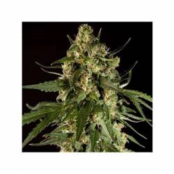 Lemon Potion CBD Autofloreciente Feminizada de Barney's Farm