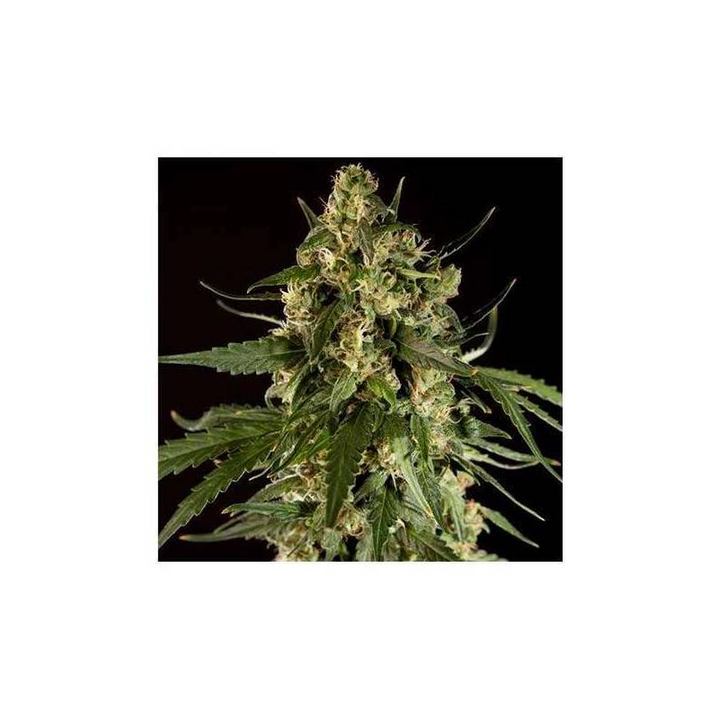 Lemon Potion CBD Autofloreciente Feminizada de Barney's Farm