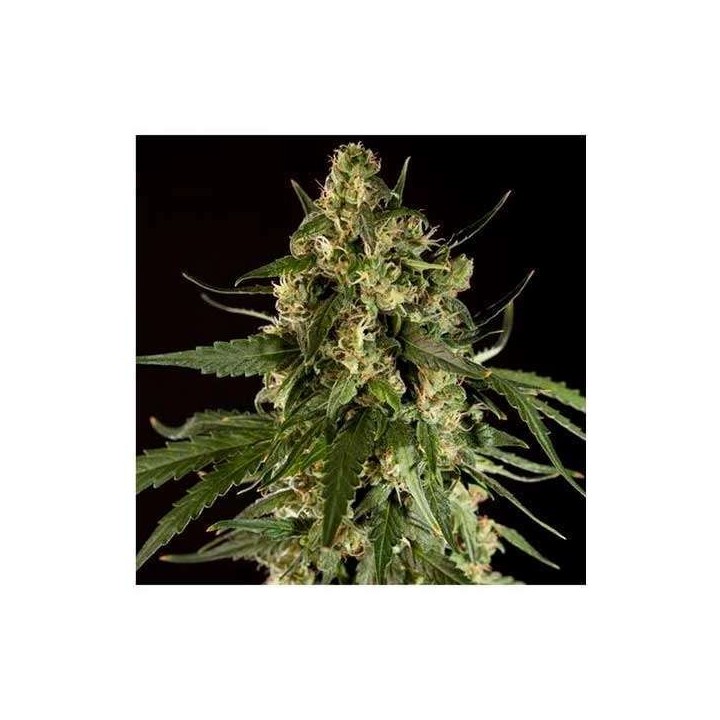 Lemon Potion CBD Autofloreciente Feminizada de Barney's Farm