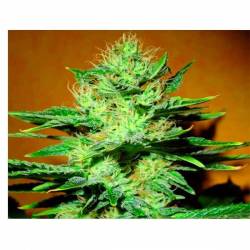 Mamba Negra CBD Autofloreciente Feminizada de Blimburn Seeds