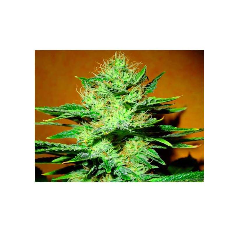 Mamba Negra CBD Autofloreciente Feminizada de Blimburn Seeds