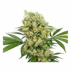 Medikit CBD (Blister) Feminizada de Buddha Seeds