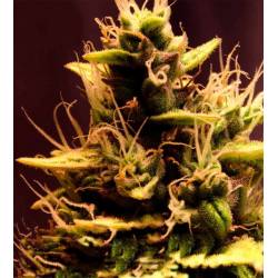 Pink Doctor CBD Feminizada de Biological Seeds