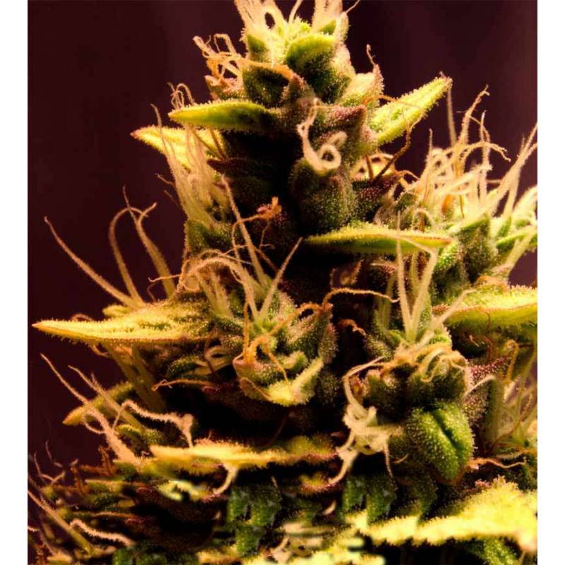 Pink Doctor CBD Feminizada de Biological Seeds