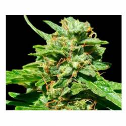 Nepal Gold CBD Feminizada de Bulk Seeds Bank