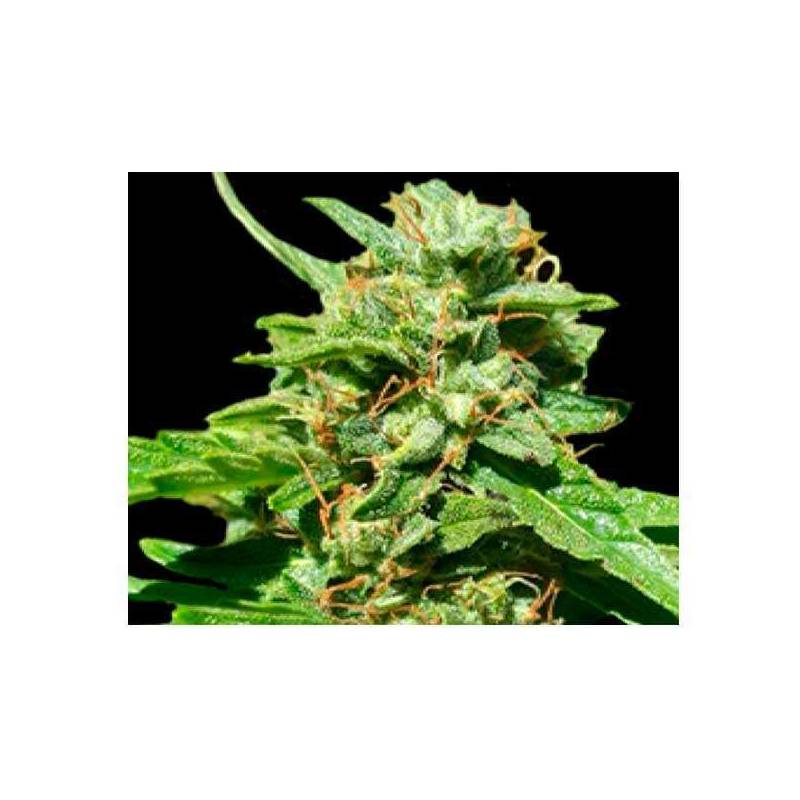 Nepal Gold CBD Feminizada de Bulk Seeds Bank