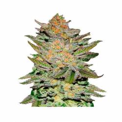 Blue Ace CBD Autofloreciente Feminizada de Delicious