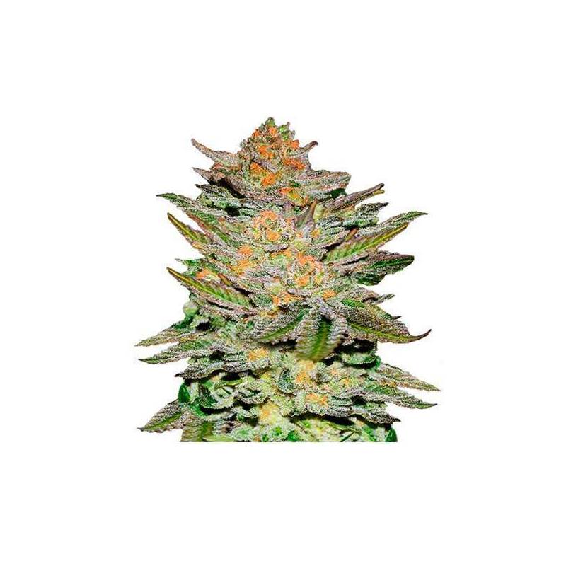 Blue Ace CBD Autofloreciente Feminizada de Delicious