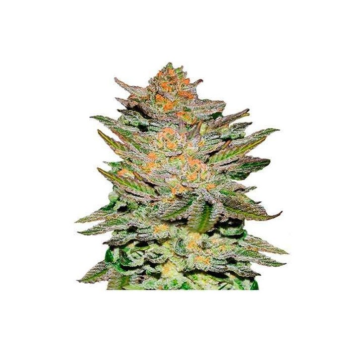 Blue Ace CBD Autofloreciente Feminizada de Delicious