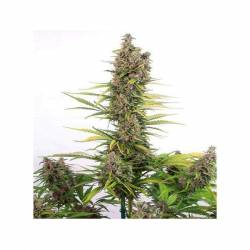 Amnesia CBD Autofloreciente Feminizada de Dinafem