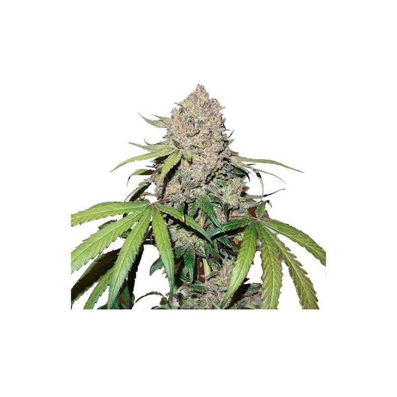 Charlotte's Angel CBD Feminizada de Dutch Passion Charlotte's Angel CBD Feminizada de Dutch Passion