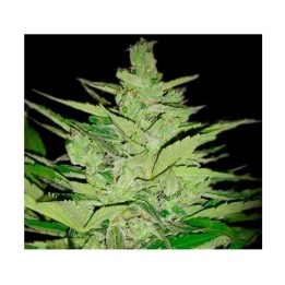 Llimonet Haze CBD Feminizada de Elite Seeds